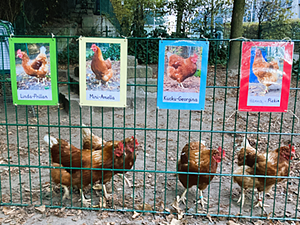 Hhner auf dem Schulhof 1