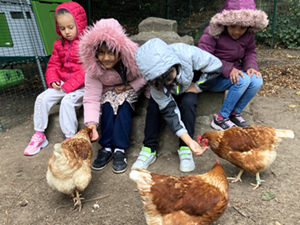 Hhner auf dem Schulhof 2